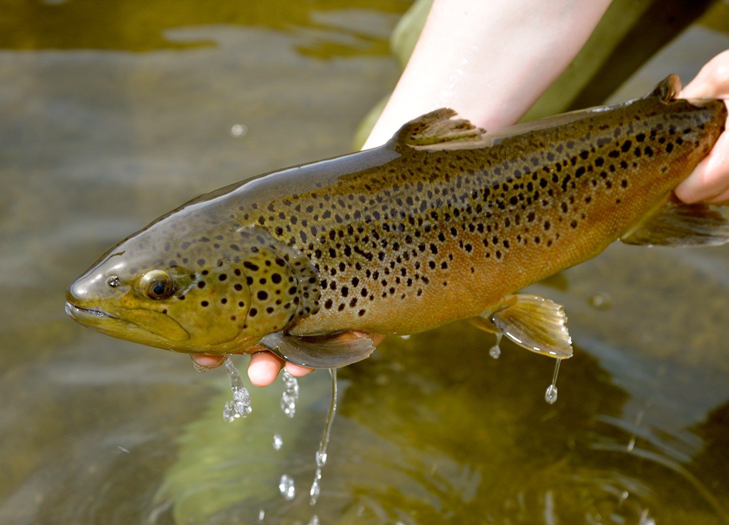 Pennsylvania Fish & Boat Commission to Begin Trout Stocking Next Erie